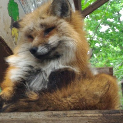 Fox icon